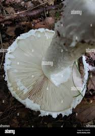 Attēlu rezultāti vaicājumam “Amanita strobiliformis”