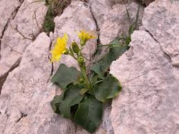 Attēlu rezultāti vaicājumam “Hieracium”