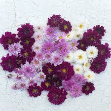 Image result for Cosmos bipinnatus `Double Click`