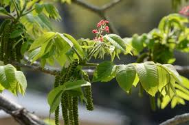 Attēlu rezultāti vaicājumam “Juglans mandshurica leaf”