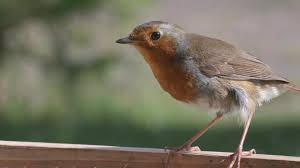 Attēlu rezultāti vaicājumam “Erithacus rubecula adult”