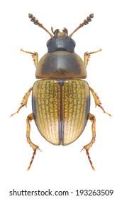 Attēlu rezultāti vaicājumam “Leiodidae”