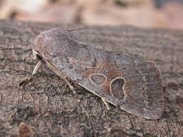 Attēlu rezultāti vaicājumam “Orthosia populeti”