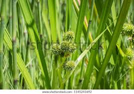 Attēlu rezultāti vaicājumam “Sparganium minimum fruit”