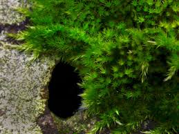 Attēlu rezultāti vaicājumam “Homalothecium sericeum”