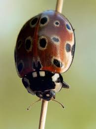 Attēlu rezultāti vaicājumam “Anatis ocellata”