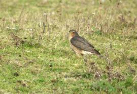 Image result for Barnsley Harriers