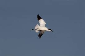 Attēlu rezultāti vaicājumam “Recurvirostra avosetta”