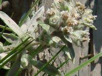 Attēlu rezultāti vaicājumam “Filago arvensis”