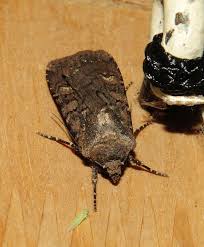 Attēlu rezultāti vaicājumam “Anacampsis blatariella”