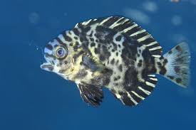 Image result for Schedophilus ovalis