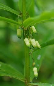 Attēlu rezultāti vaicājumam “Polygonatum verticillatum bud”