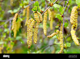 Attēlu rezultāti vaicājumam “Betula nana male flower”