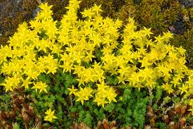 Attēlu rezultāti vaicājumam “Sedum acre bud”