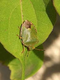Attēlu rezultāti vaicājumam “Palomena prasina imago”