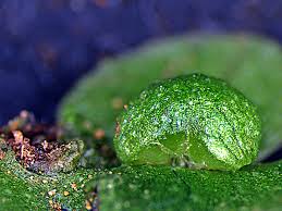 Attēlu rezultāti vaicājumam “Reboulia hemisphaerica”