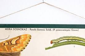 Attēlu rezultāti vaicājumam “Panolis flammea”