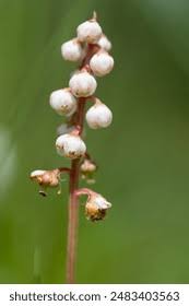 Attēlu rezultāti vaicājumam “Pyrola minor bud”