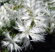 Attēlu rezultāti vaicājumam “Dianthus arenarius”
