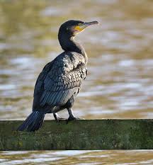 Image result for Phalacrocorax carbo
