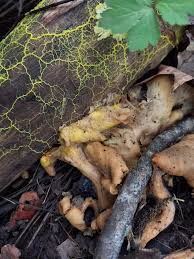 Attēlu rezultāti vaicājumam “Physarum ovisporum sessile”