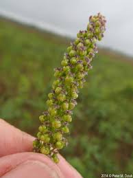 Attēlu rezultāti vaicājumam “Triglochin maritimum flower”