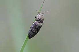 Attēlu rezultāti vaicājumam “Agrypnus murinus”