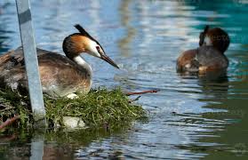 Attēlu rezultāti vaicājumam “Podiceps cristatus nest”