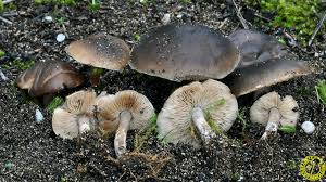 Image result for Melanoleuca rasilis var. pseudoluscina