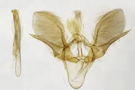 Attēlu rezultāti vaicājumam “Venusia blomeri”