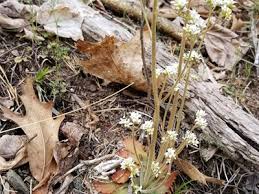 Attēlu rezultāti vaicājumam “Saxifragaceae”