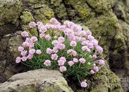 Attēlu rezultāti vaicājumam “Armeria vulgaris flower”