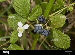 Attēlu rezultāti vaicājumam “Rubus caesius flower”