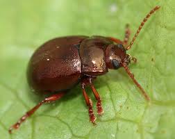 Attēlu rezultāti vaicājumam “Chrysolina staphylaea”