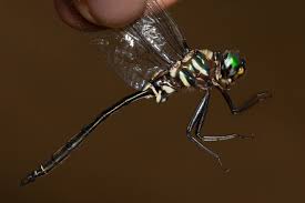 Attēlu rezultāti vaicājumam “Comatricha ellae stalked”