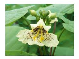 Attēlu rezultāti vaicājumam “Catalpa ovata flower”