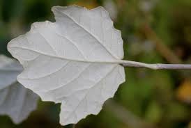 Attēlu rezultāti vaicājumam “Populus alba”