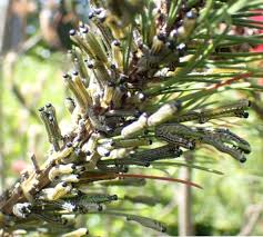 Attēlu rezultāti vaicājumam “Neodiprion sertifer larva”
