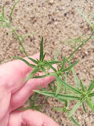 Attēlu rezultāti vaicājumam “Corispermum hyssopifolium”