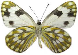 Attēlu rezultāti vaicājumam “Pontia edusa upperside”