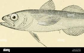 Image result for Boreogadus saida