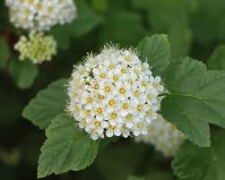 Attēlu rezultāti vaicājumam “Spiraea chamaedryfolia flower”