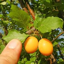 Attēlu rezultāti vaicājumam “Prunus domestica subsp. insitita fruit”