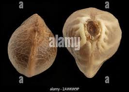 Attēlu rezultāti vaicājumam “Cannabis sativa fruit”