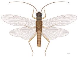 Attēlu rezultāti vaicājumam “Plecoptera”