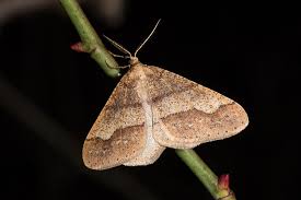 Attēlu rezultāti vaicājumam “Agriopis marginaria”