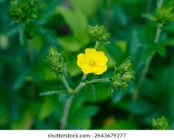 Attēlu rezultāti vaicājumam “Potentilla erecta bud”