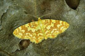 Attēlu rezultāti vaicājumam “Hydrelia flammeolaria”