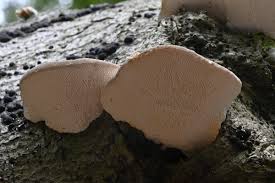 Attēlu rezultāti vaicājumam “Trametes gibbosa”