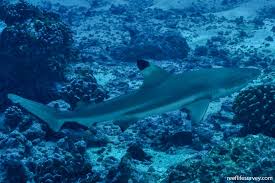 Image result for Carcharhinus melanopterus